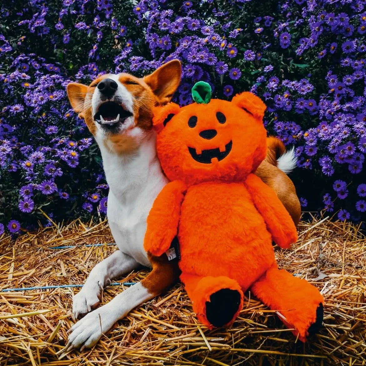 Beeztees Halloween Pumpkin Bear