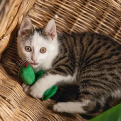 Beeztees Jungle Cat Snake Craza