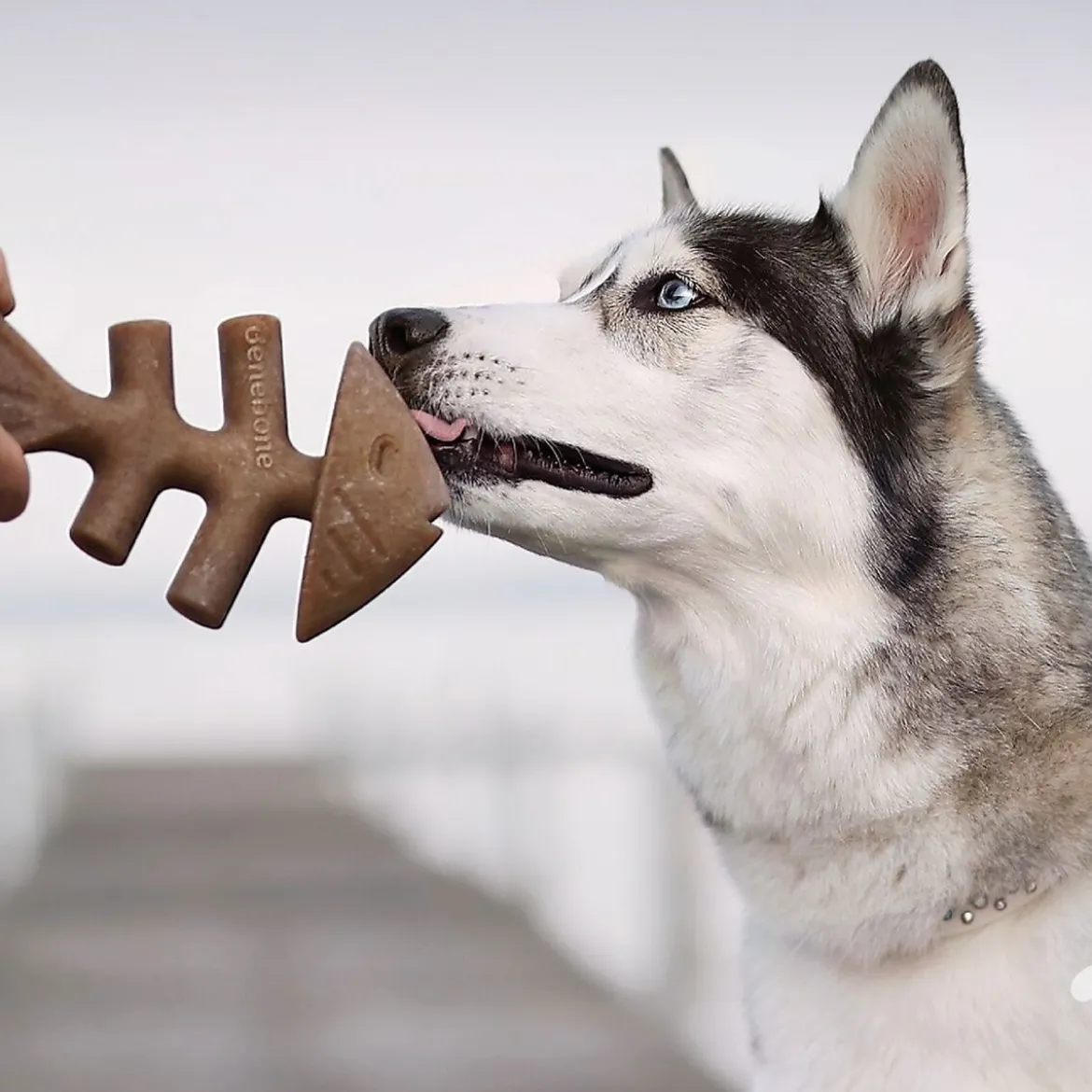 Benebone Fishbone