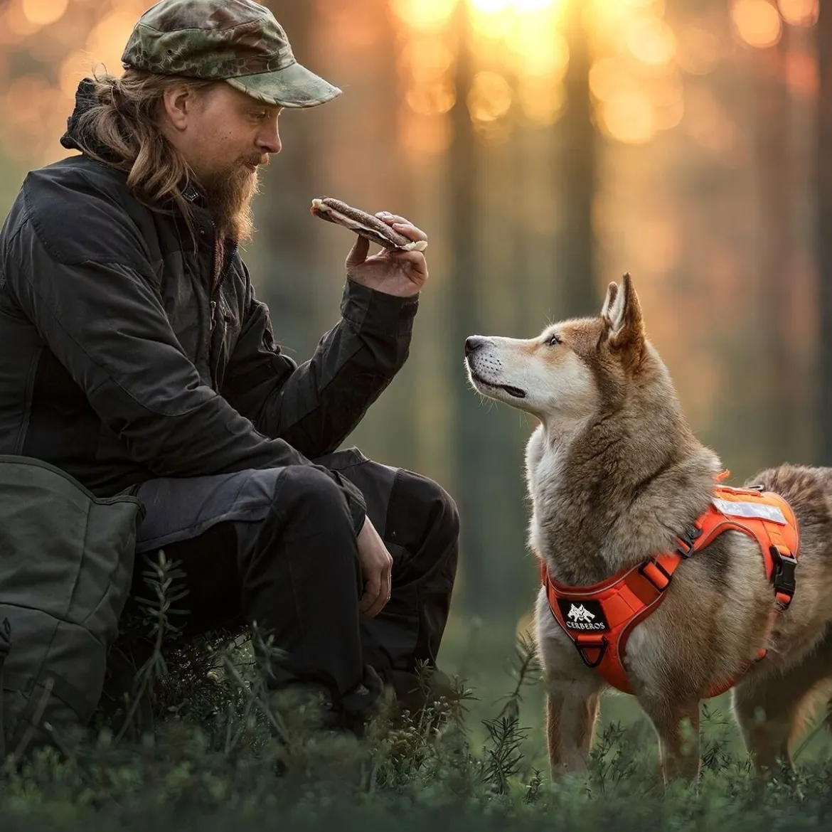 Cerberos Tactical valjaat koiralle, Rescue Orange