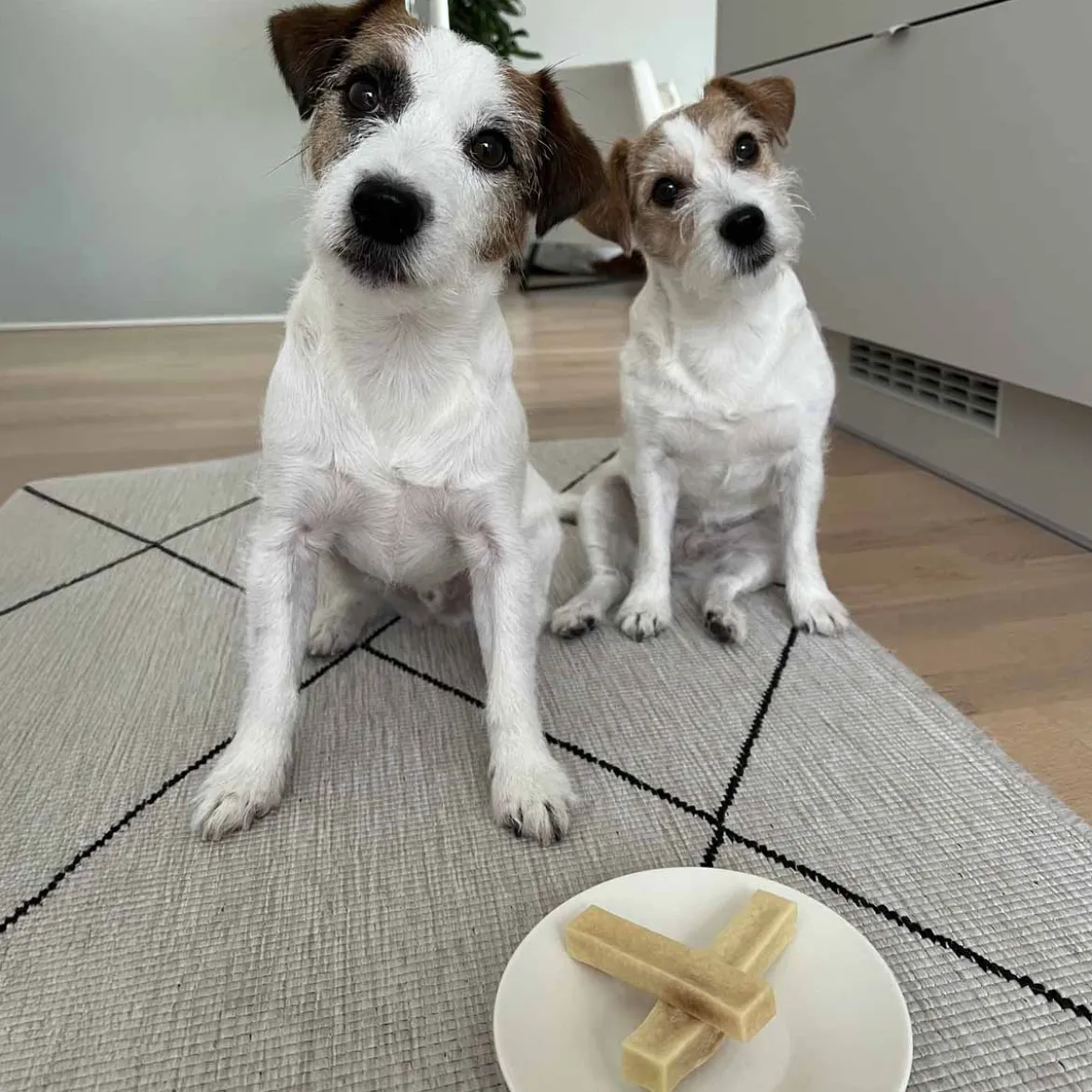Effe Chews juustopuruluu koiralle