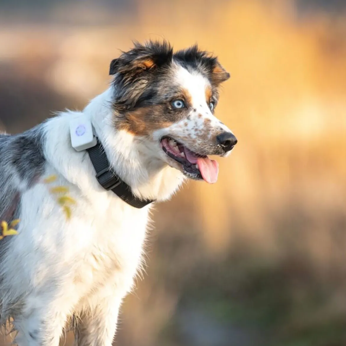 Koiran GPS Lildog