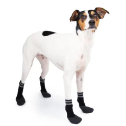 Koiran sukat Basic Paws 4 kpl mustat