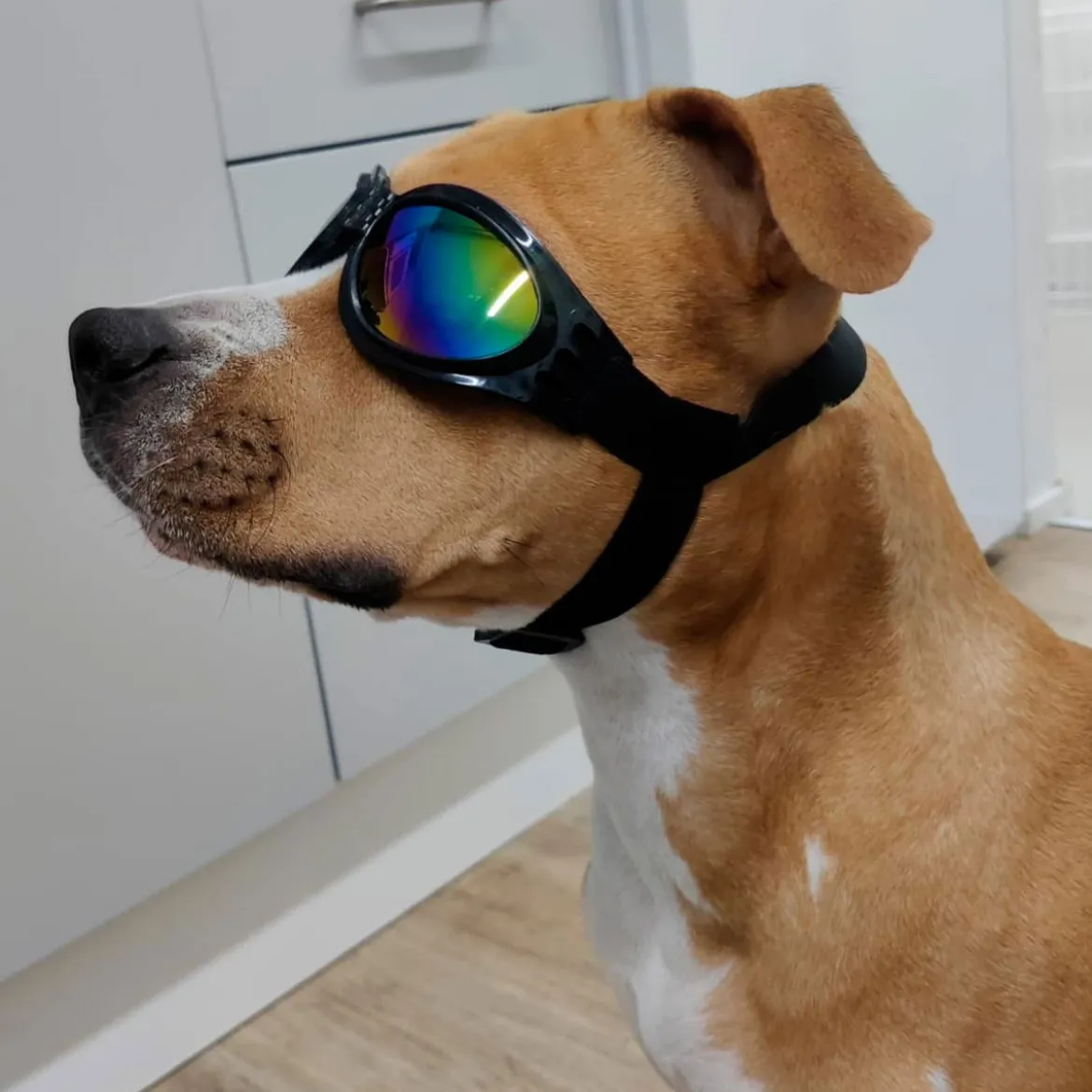 Koiran suojalasit K9 Sport Shades, musta