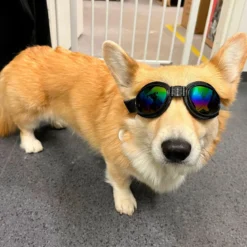Koiran suojalasit K9 Sport Shades, musta