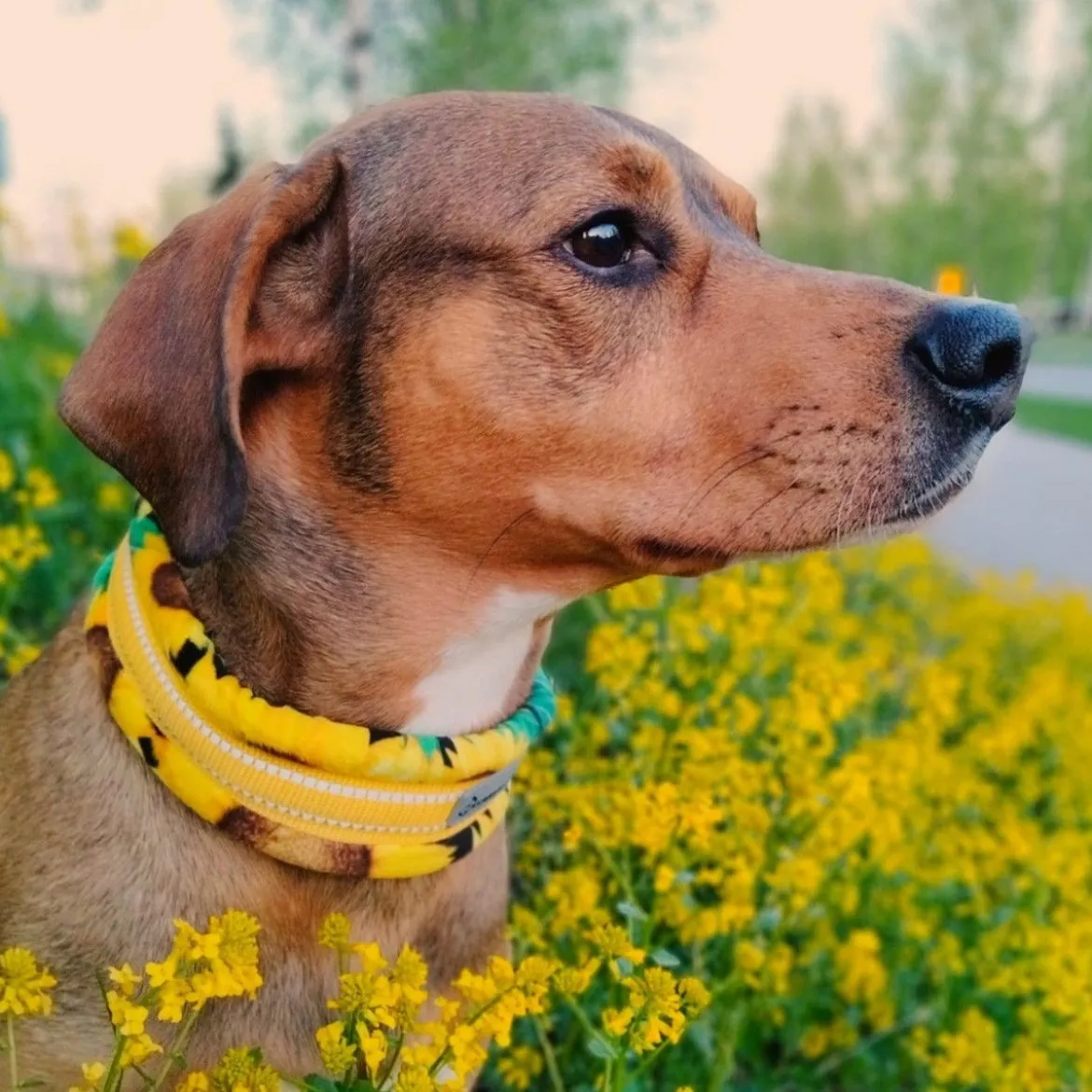 Kusse&Kutta extraleveä panta, auringonkukka