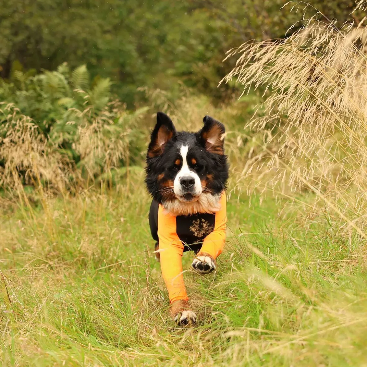 Non-stop dogwear Protector puku, narttumalli