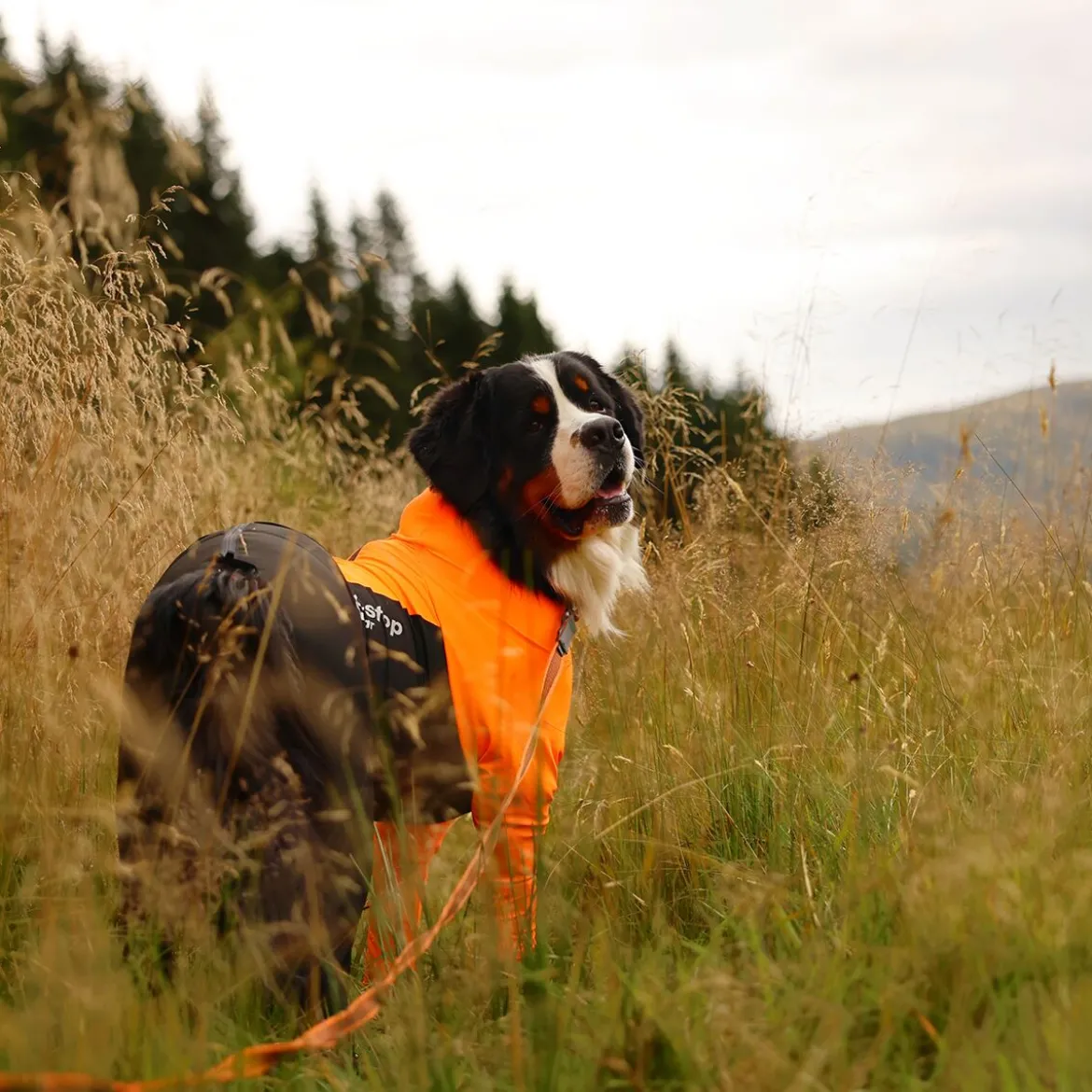 Non-stop dogwear Protector puku, narttumalli