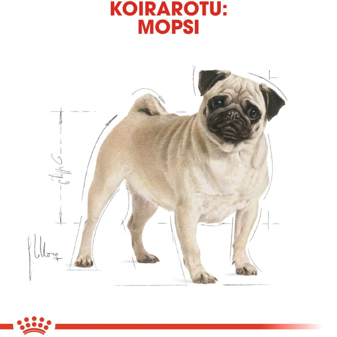 Royal Canin Pug Adult