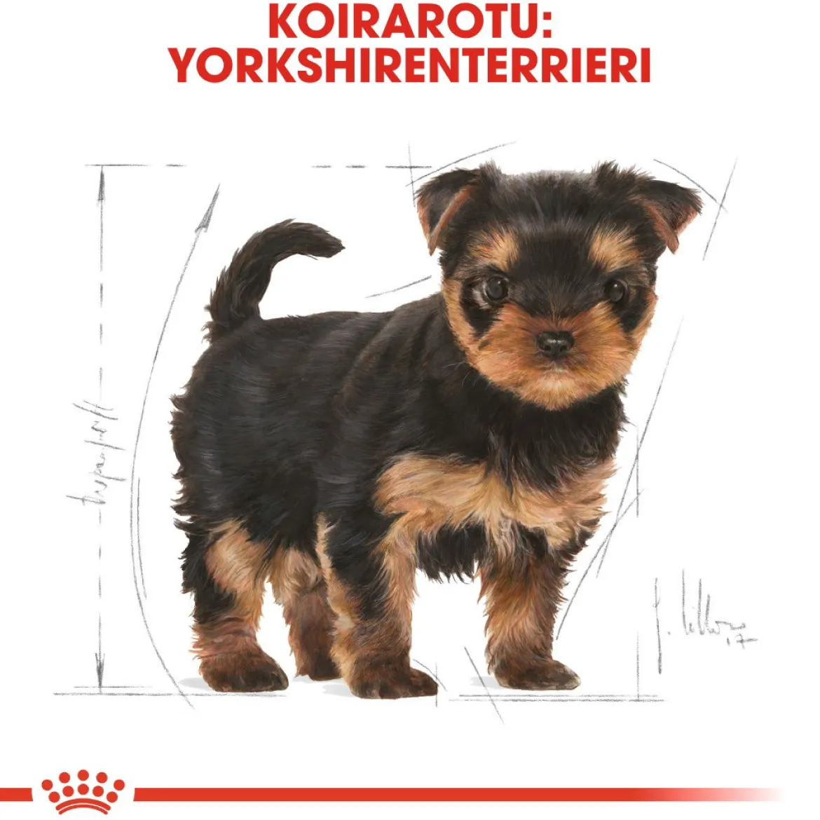 Royal Canin Yorkshire Terrier Puppy 1,5 kg