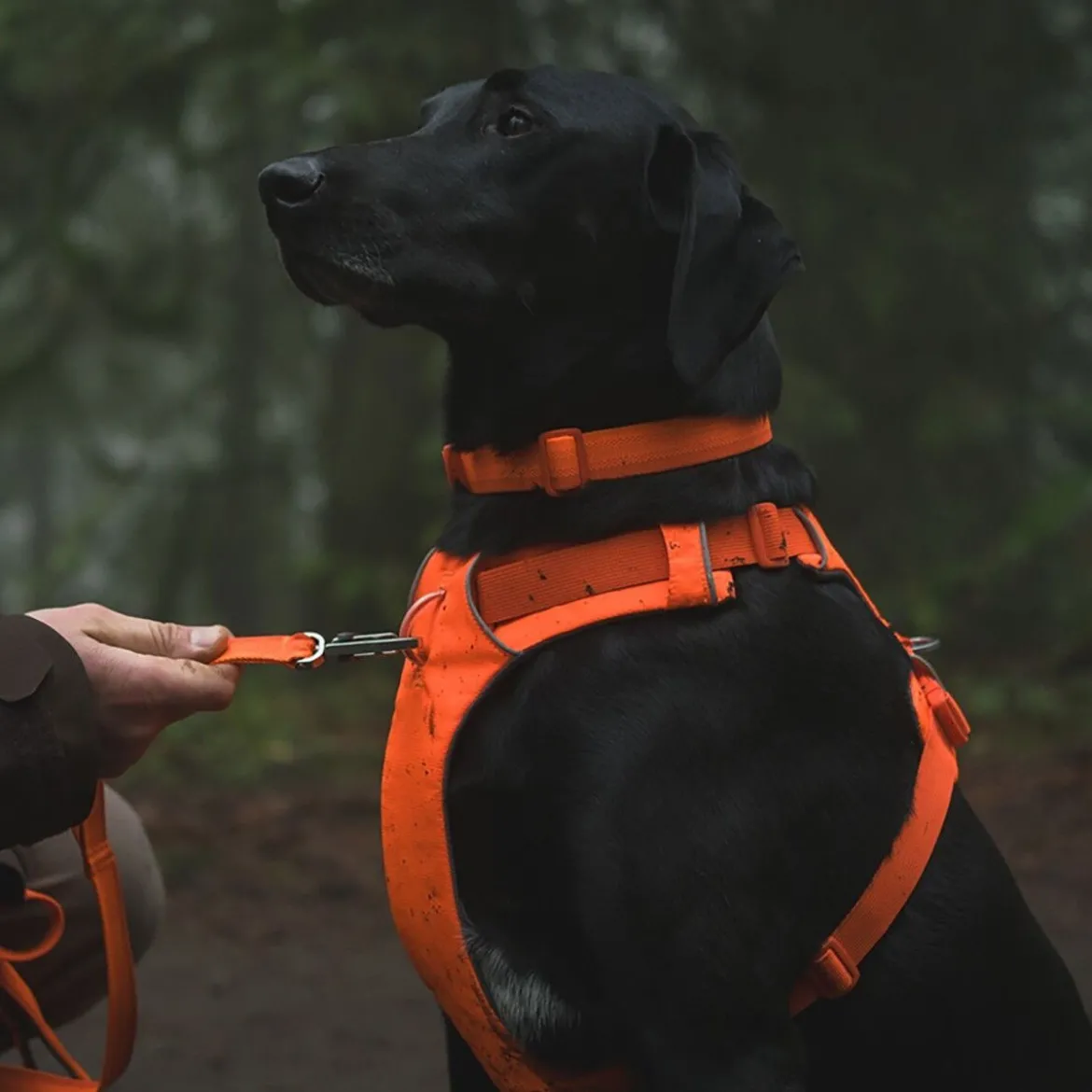 Ruffwear Front Range valjaat, Blaze Orange